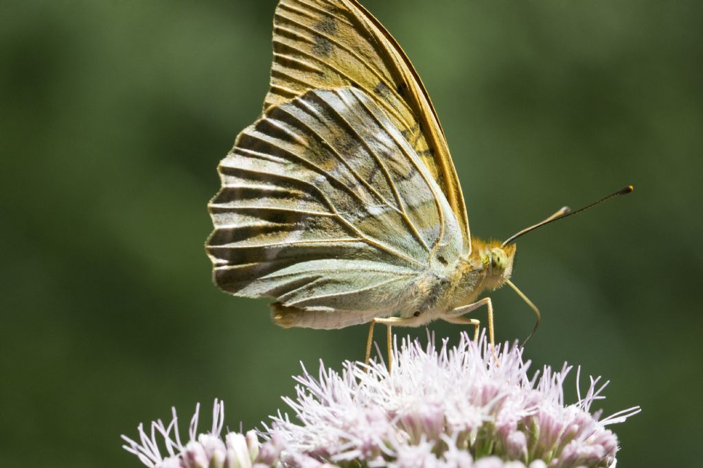 Argynnis paphia?